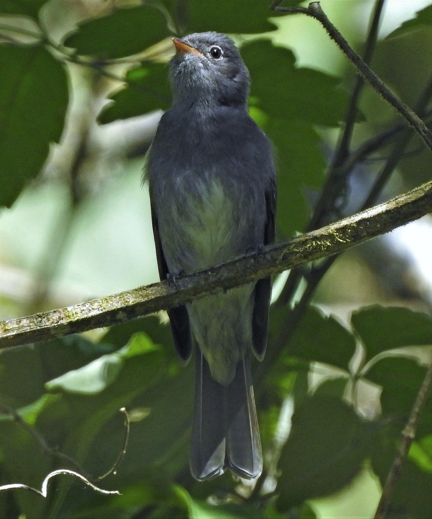 Slaty Elaenia