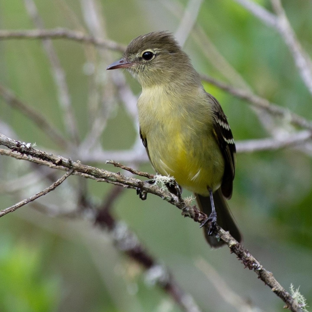 Tepui Elaenia