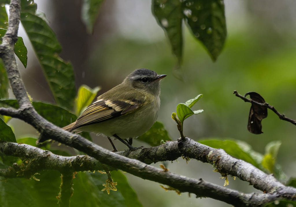 Buff-banded Tyrannulet