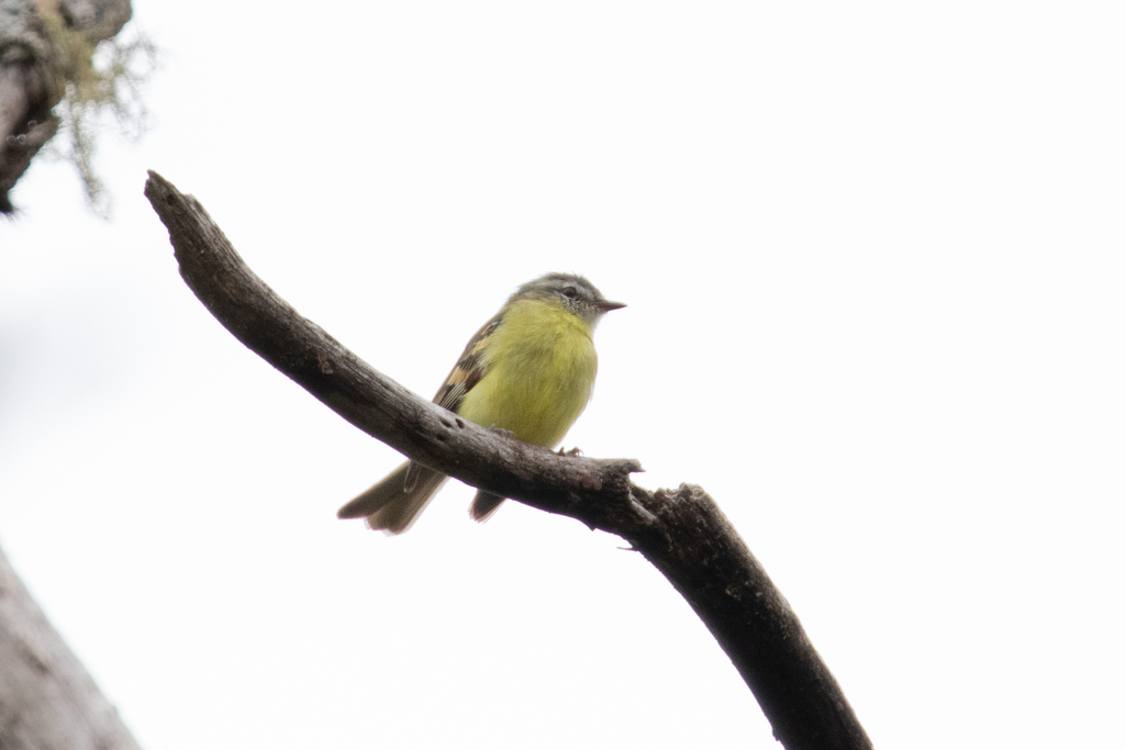 Sulphur-bellied Tyrannulet