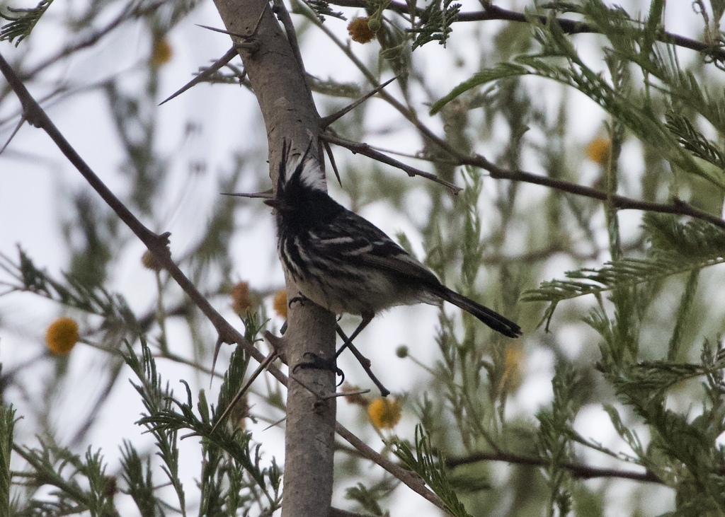 Pied-crested Tit-Tyrant