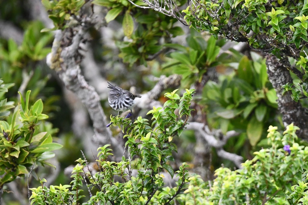 Juan Fernandez Tit-Tyrant