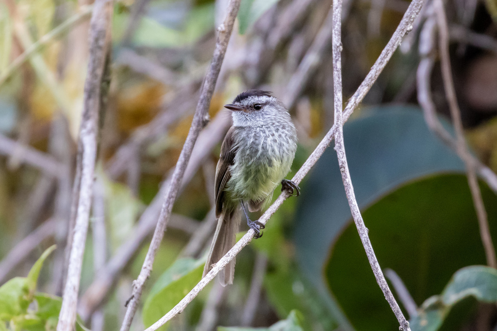 Unstreaked Tit-Tyrant