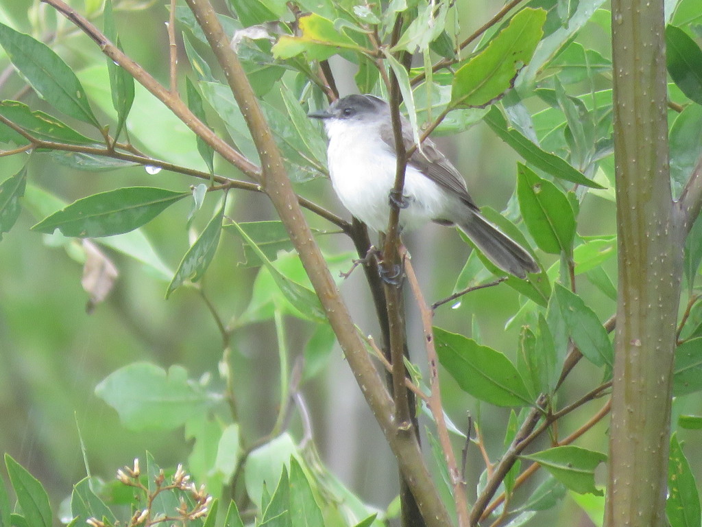 River Tyrannulet