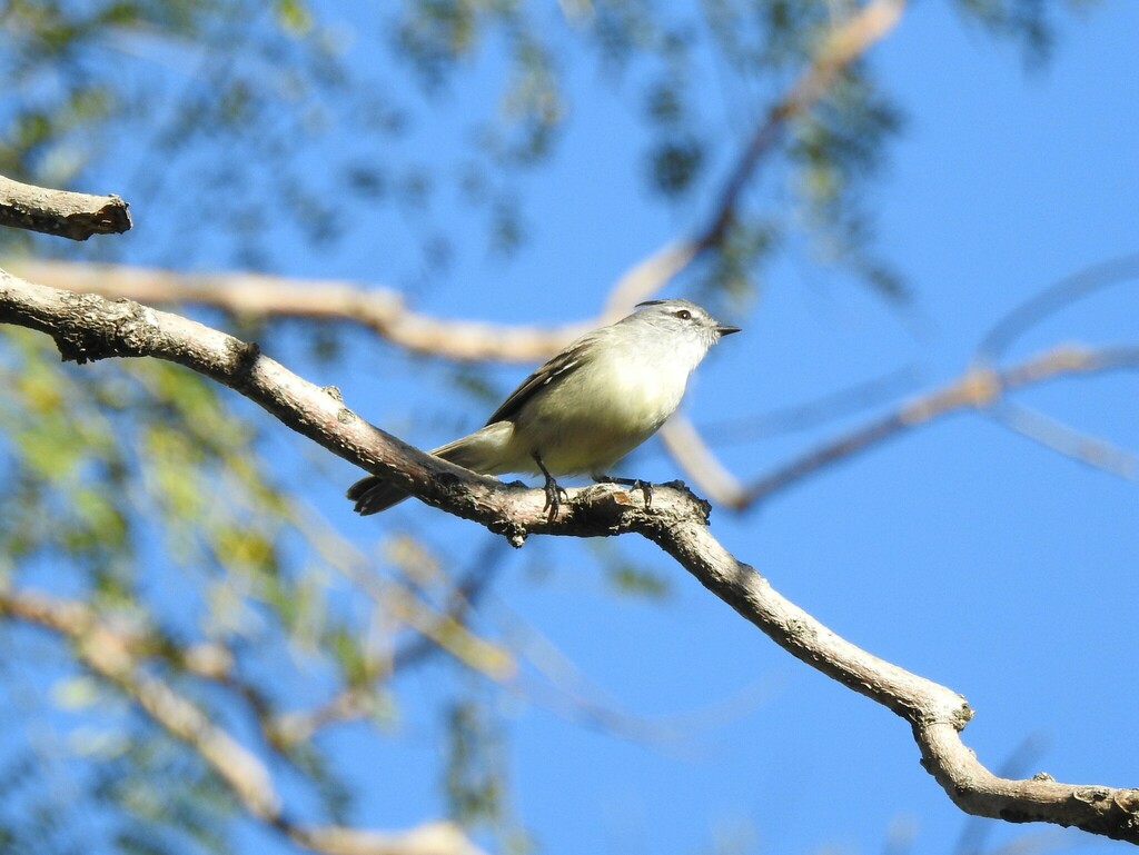 Straneck’s Tyrannulet