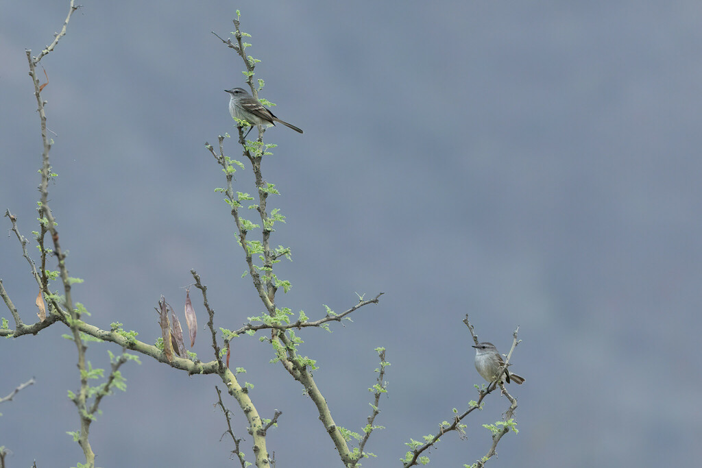 Tumbesian Tyrannulet