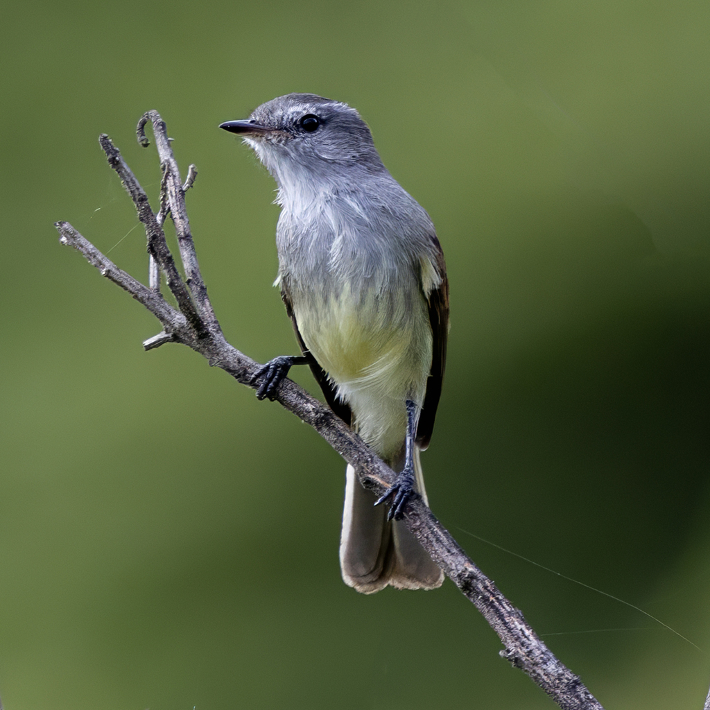 Maranon Tyrannulet