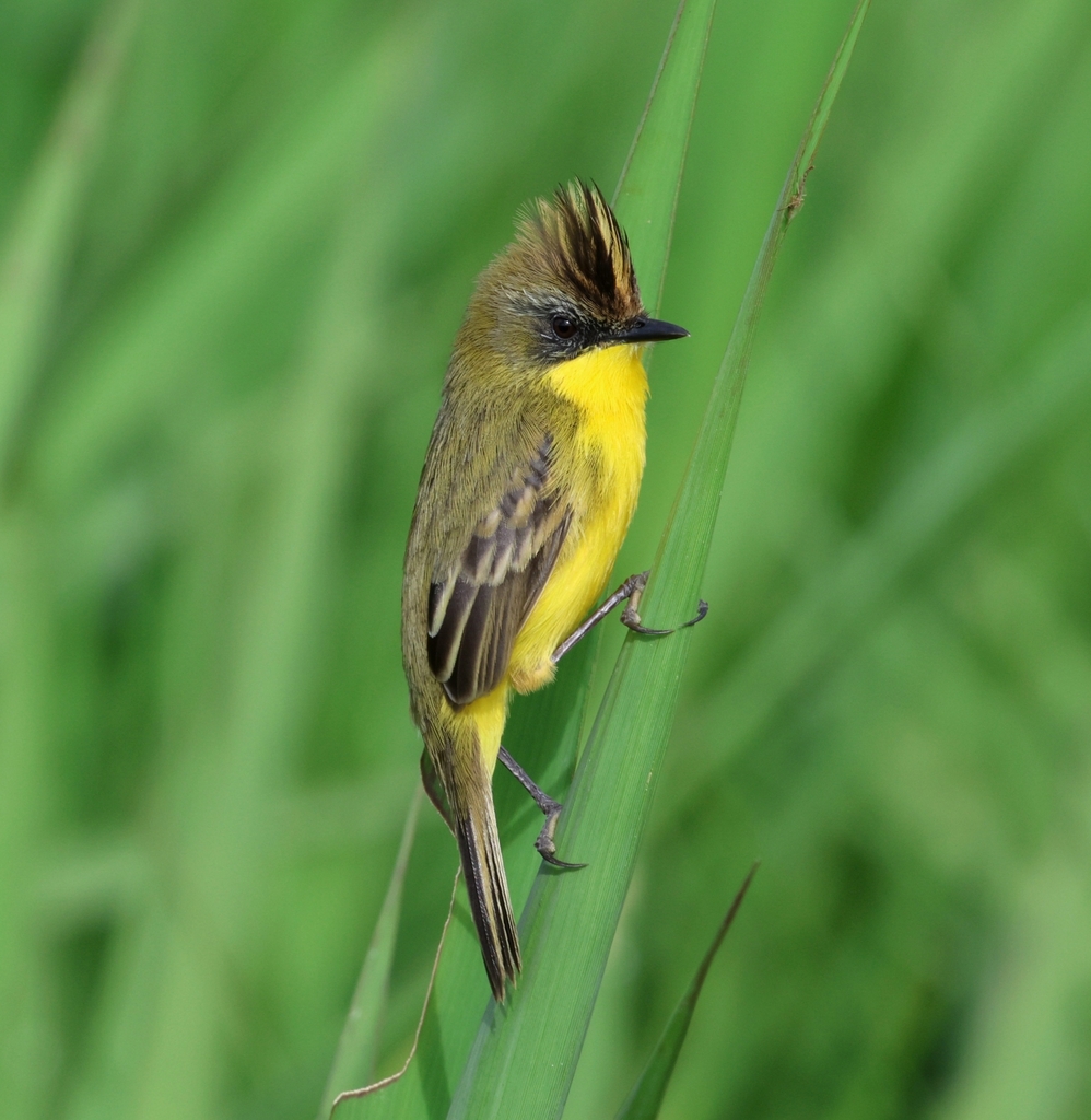 Crested Doradito