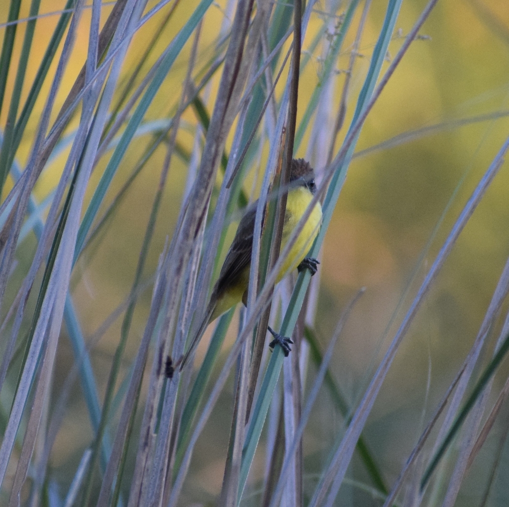Warbling Doradito