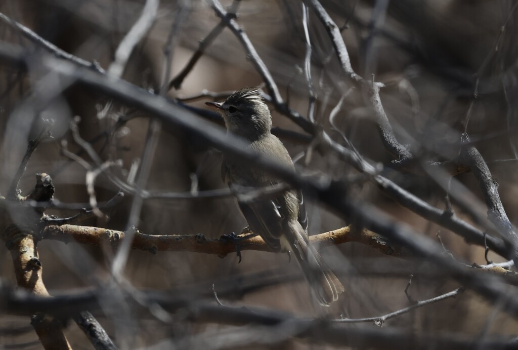 Grey-and-white Tyrannulet