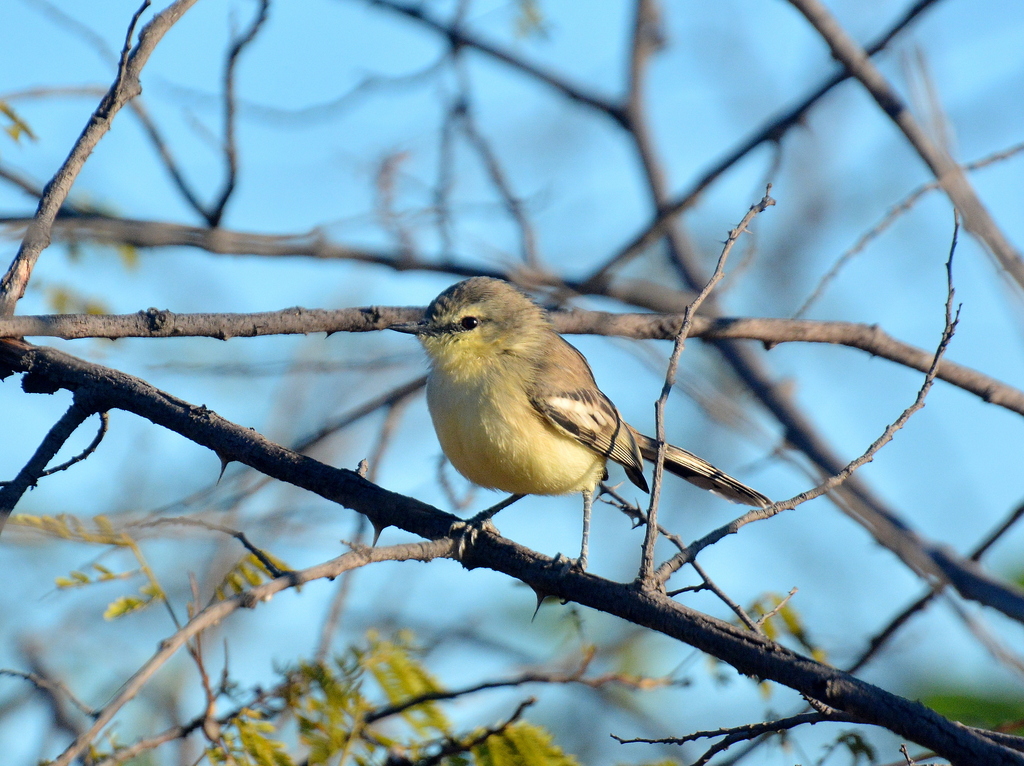 Lesser Wagtail-Tyrant