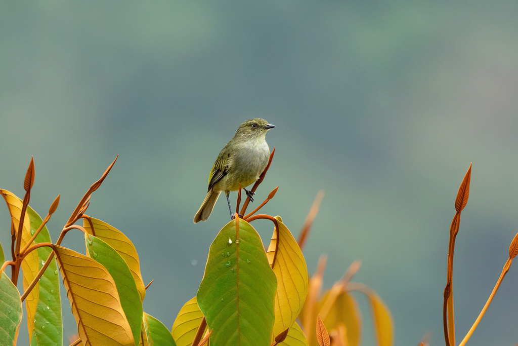 Bolivian Tyrannulet