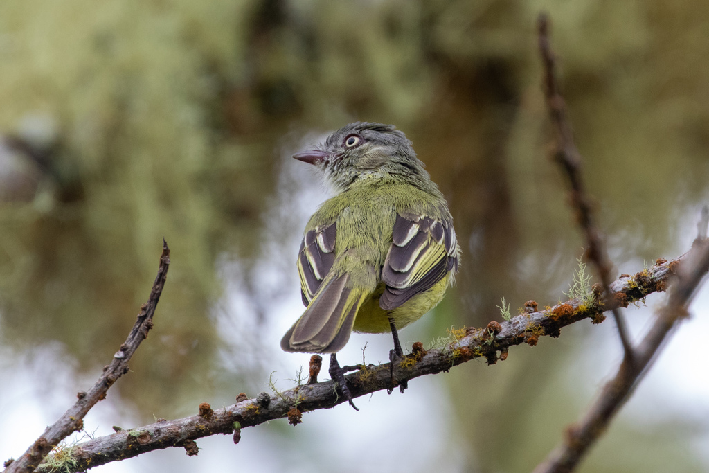Red-billed Tyrannulet