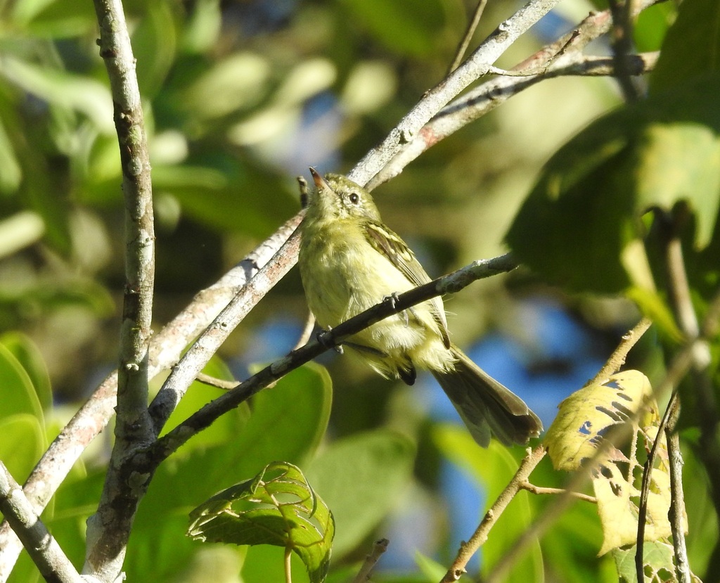 Restinga Tyrannulet