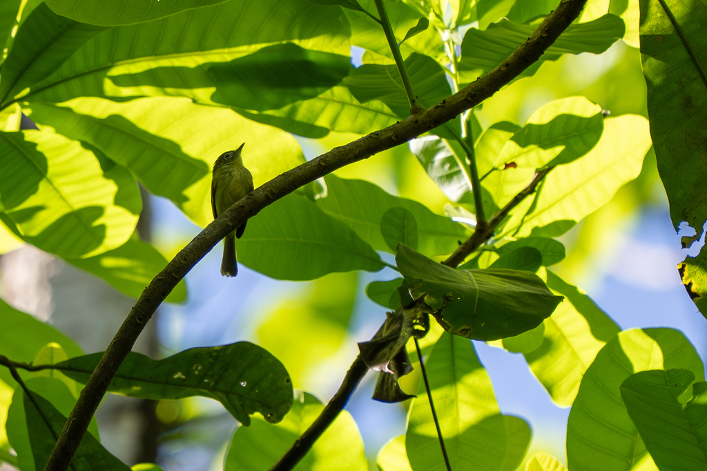 Panama Tyrannulet