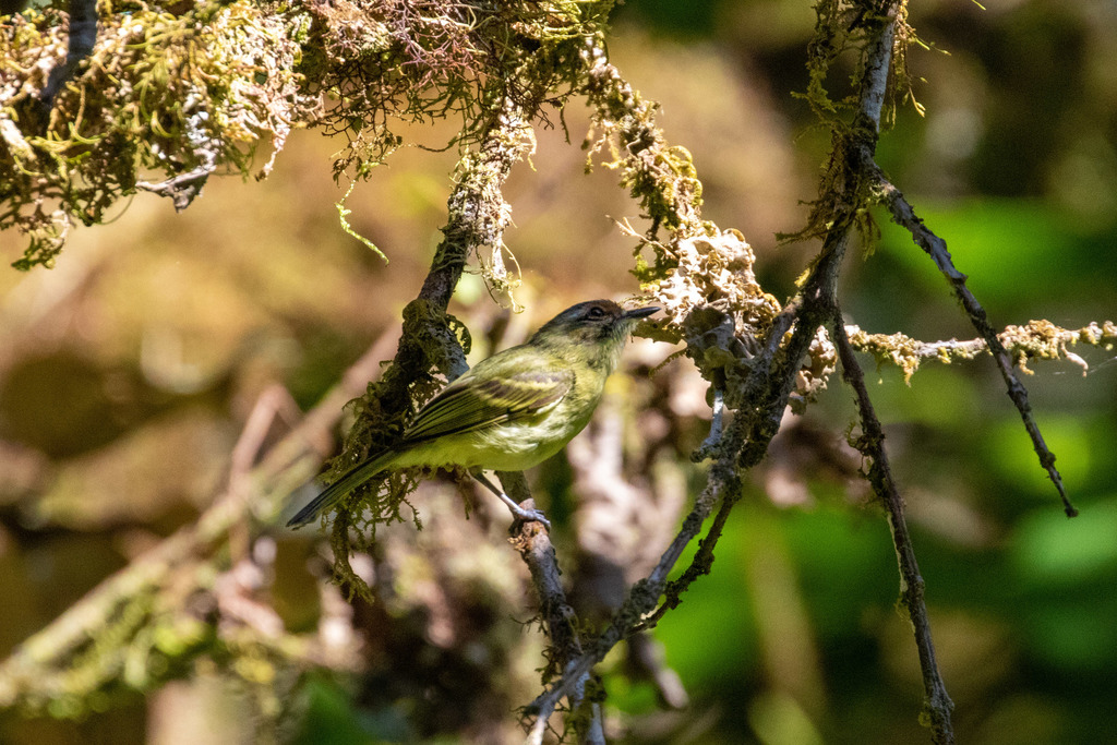Cinnamon-faced Tyrannulet