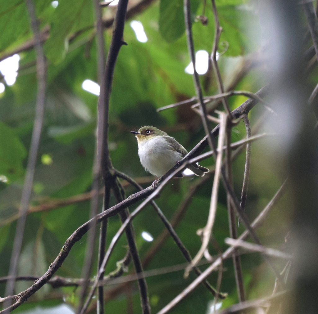 Bay-ringed Tyrannulet
