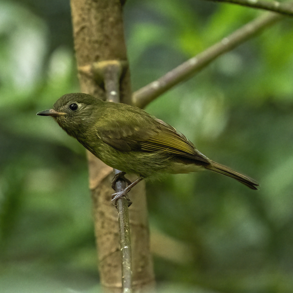 Olive-streaked Flycatcher