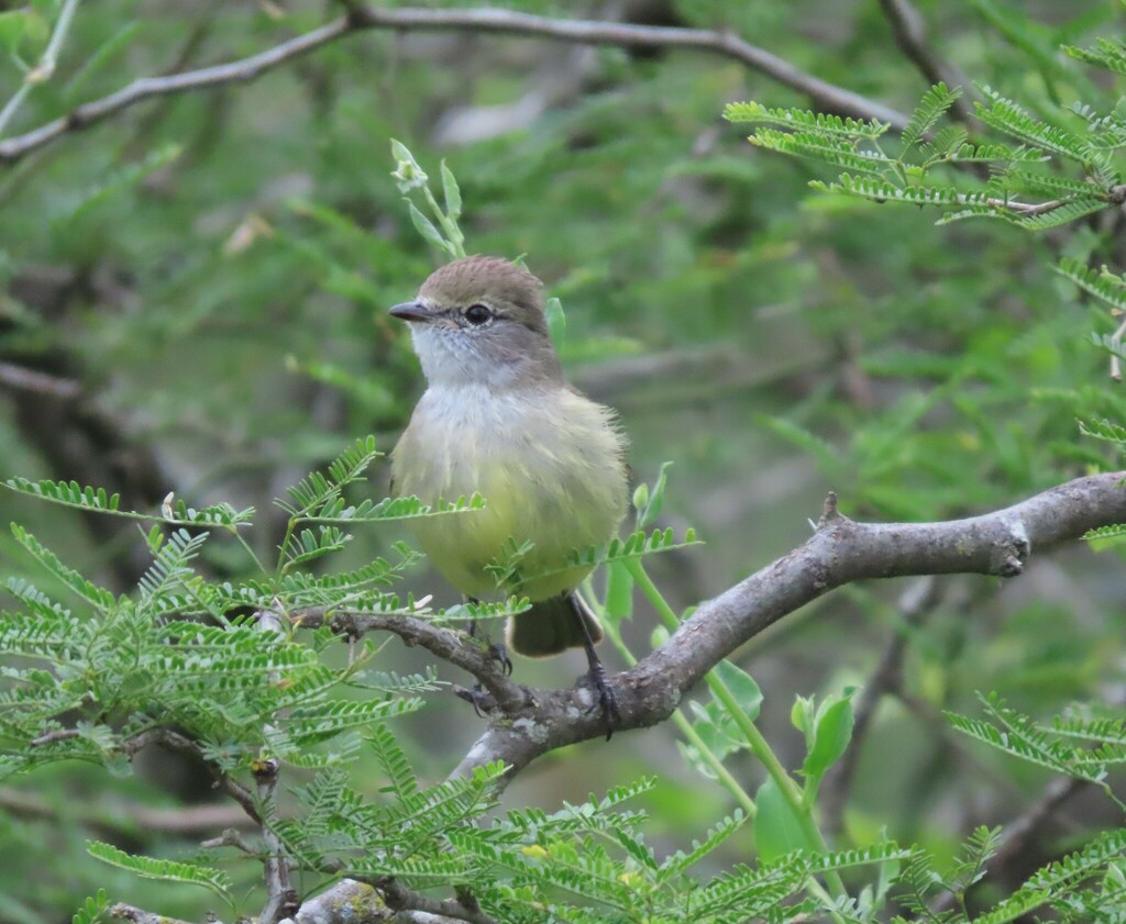 Southern Scrub Flycatcher