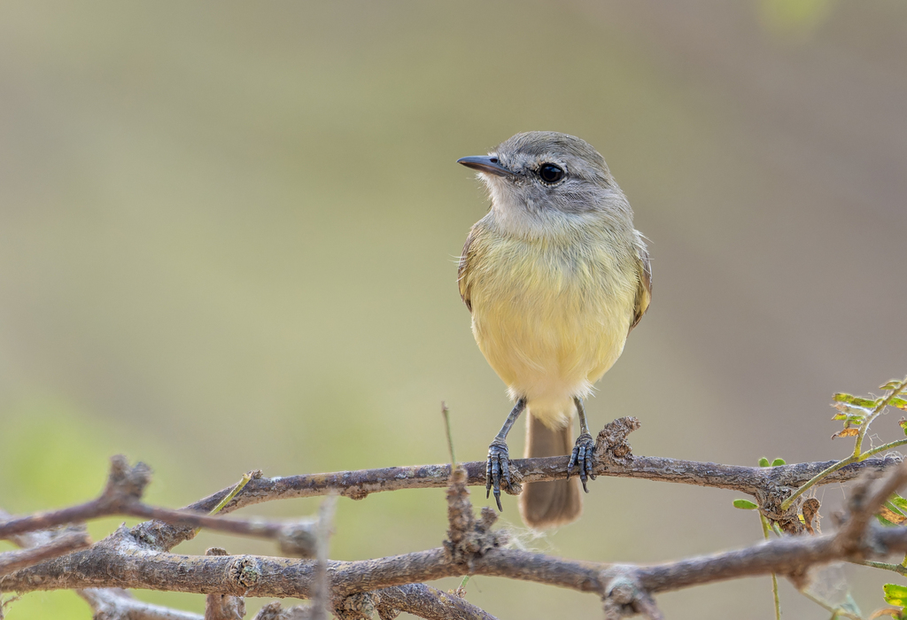 Slender-billed Inezia