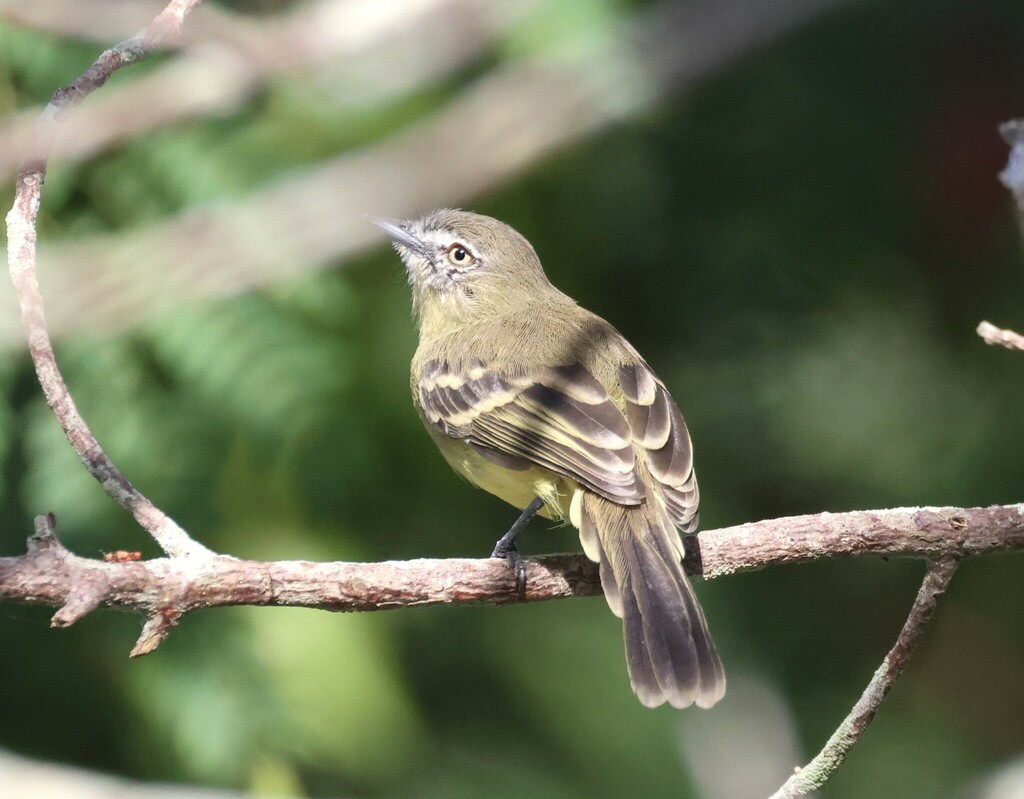 Pale-tipped Inezia