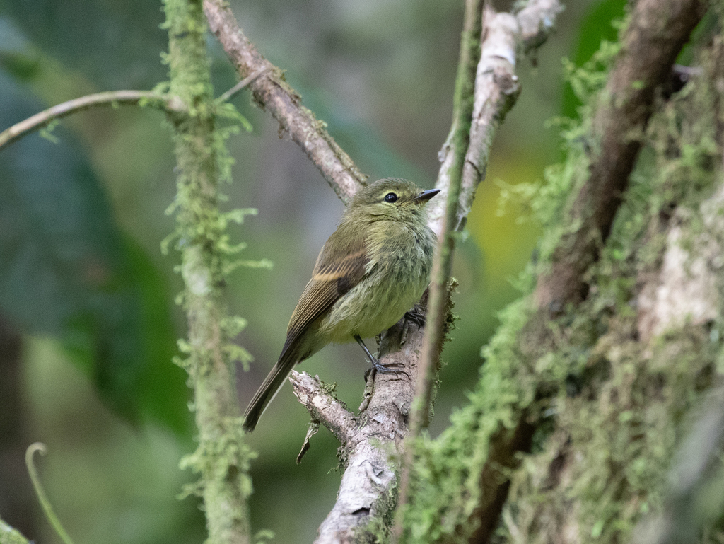 Flavescent Flycatcher