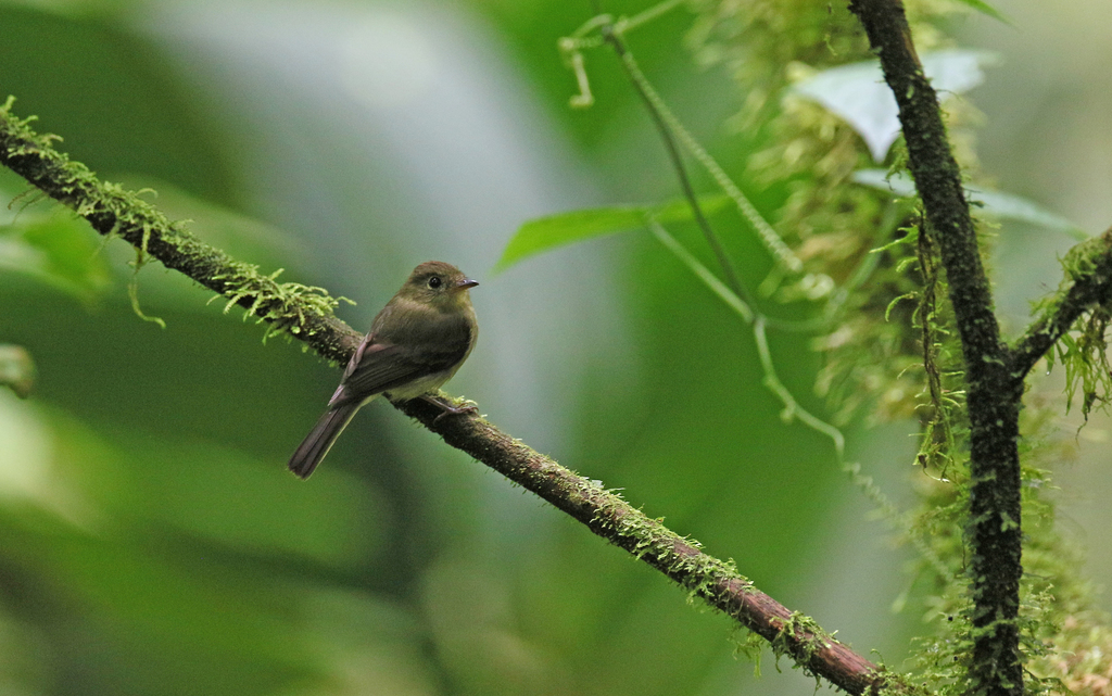 Orange-crested Flycatcher