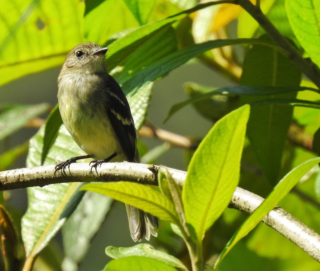 Olive-chested Flycatcher
