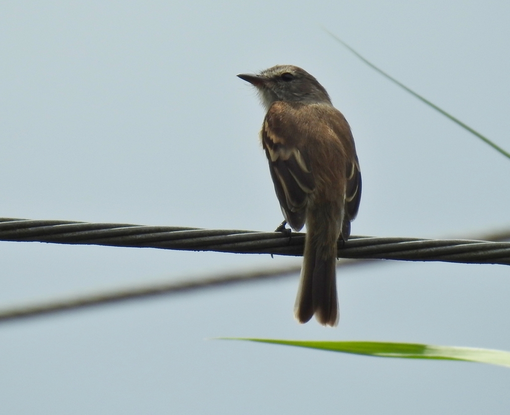 Mouse-grey Flycatcher