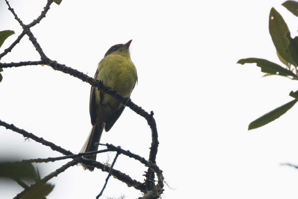 Orange-banded Flycatcher