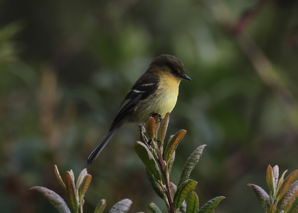 Ochraceous-breasted Flycatcher
