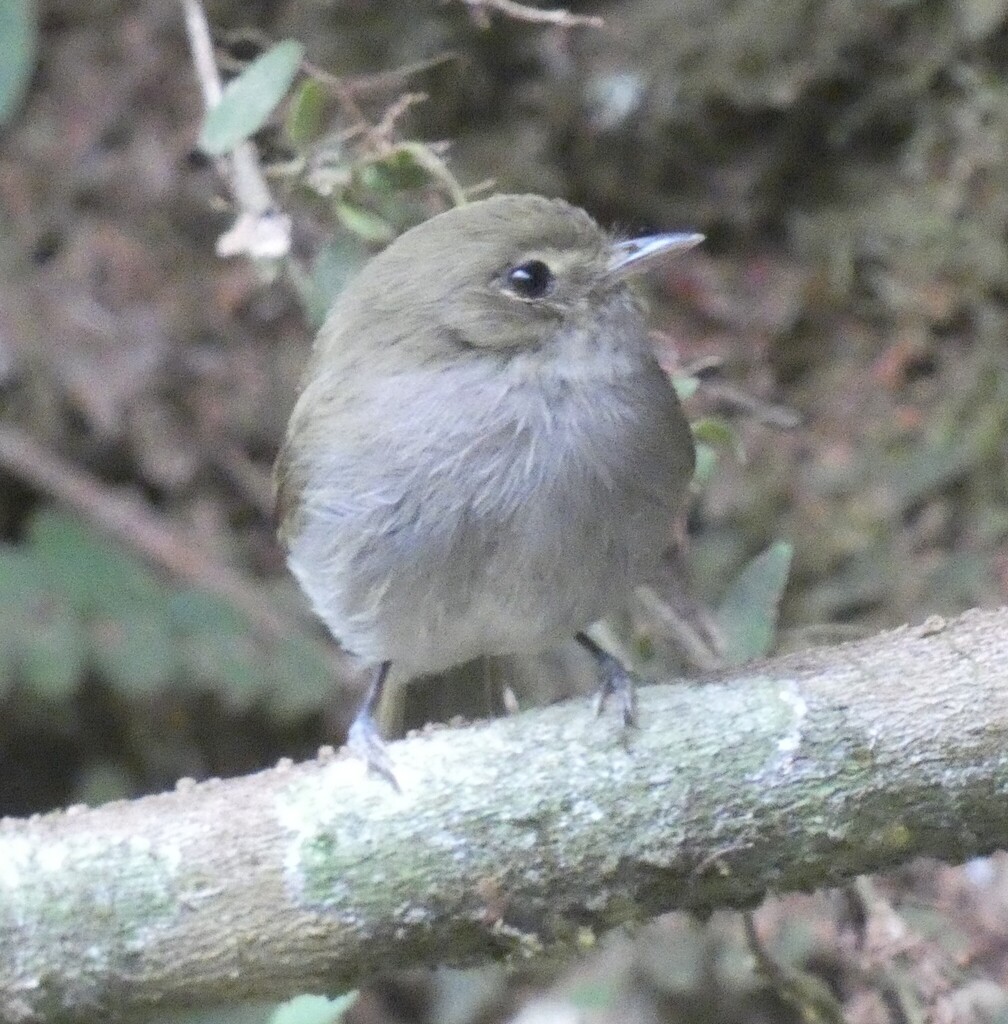 Drab-breasted Bamboo Tyrant