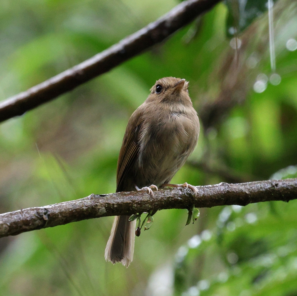 Brown-breasted Bamboo Tyrant