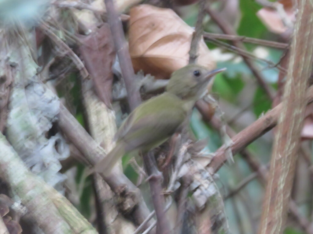 Flammulated Bamboo Tyrant