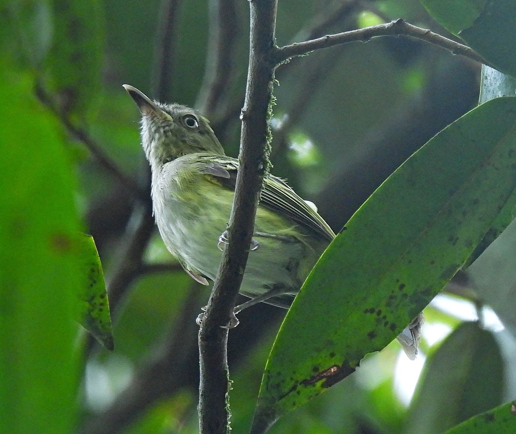 White-bellied Tody-Tyrant