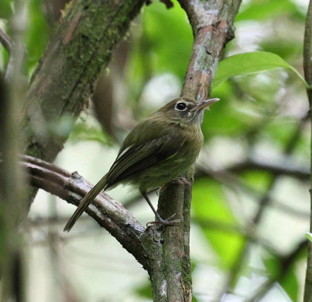 Eye-ringed Tody-Tyrant