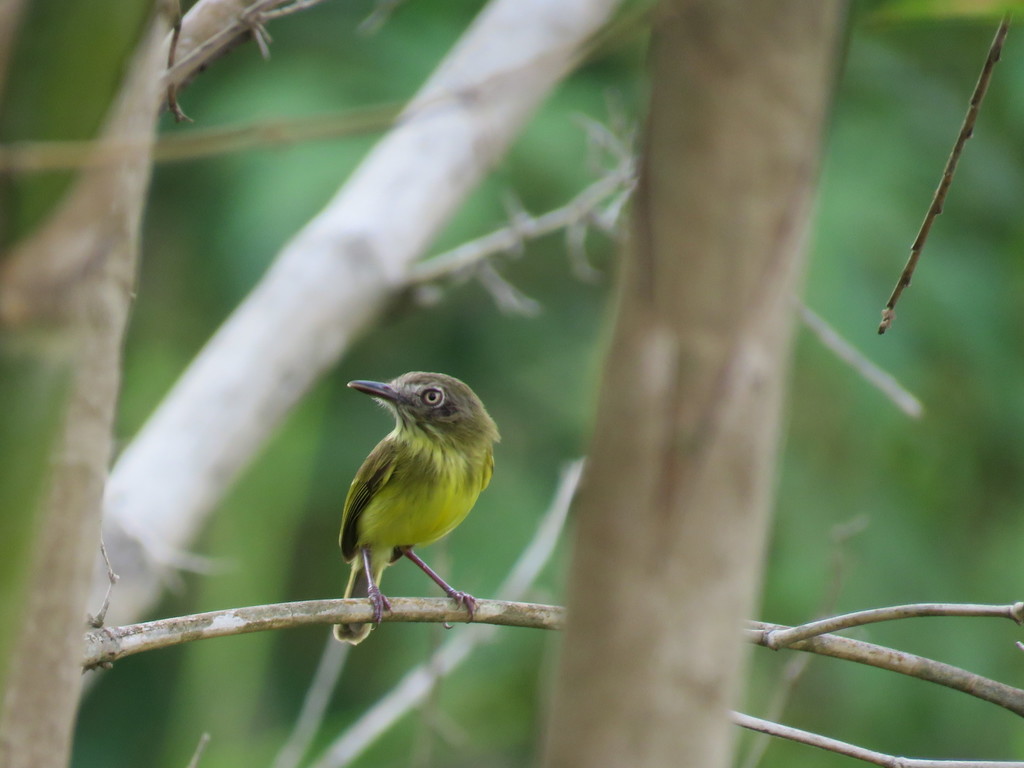 Johannes’s Tody-Tyrant