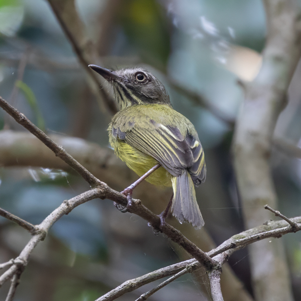 Stripe-necked Tody-Tyrant