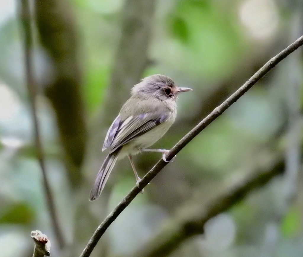 Buff-breasted Tody-Tyrant