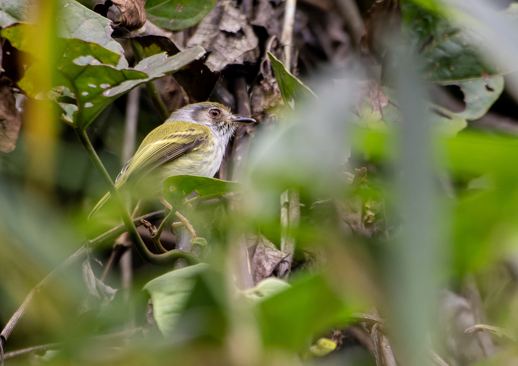 White-bellied Pygmy Tyrant