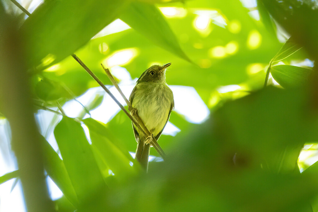 Long-crested Pygmy Tyrant
