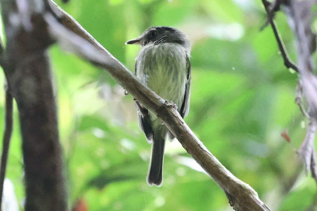 Double-banded Pygmy Tyrant