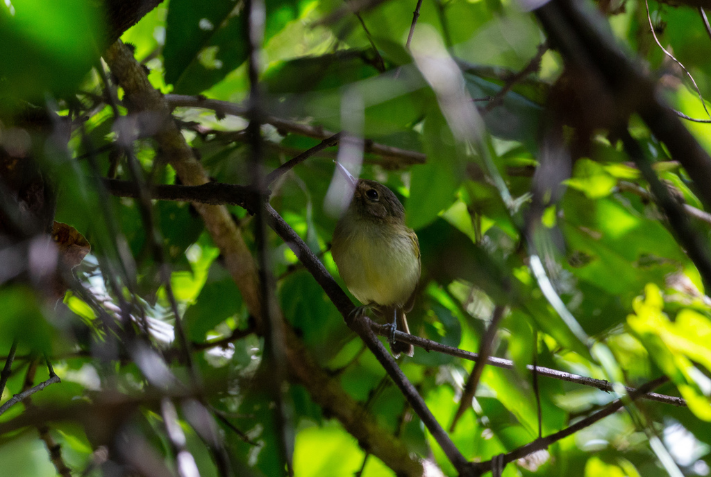 Smoky-fronted Tody-Flycatcher