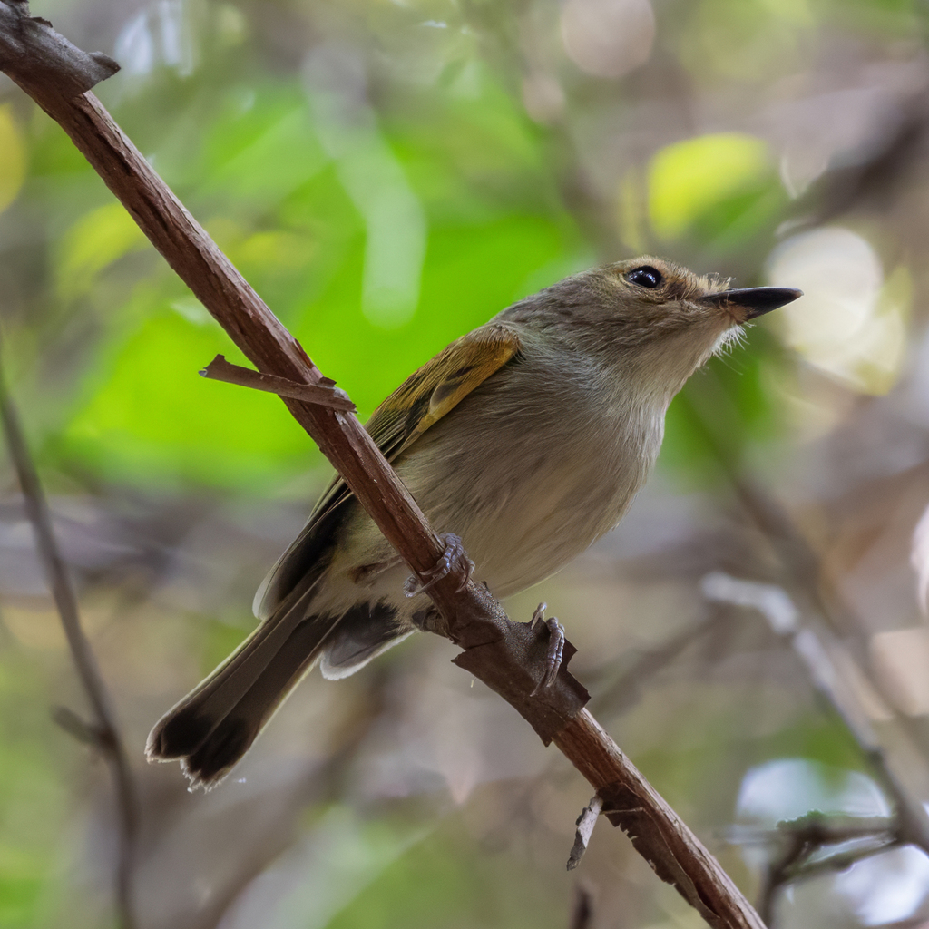 Rusty-fronted Tody-Flycatcher