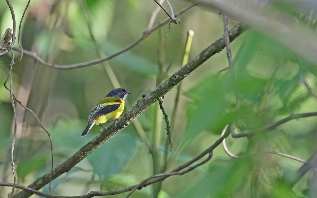 Golden-winged Tody-Flycatcher