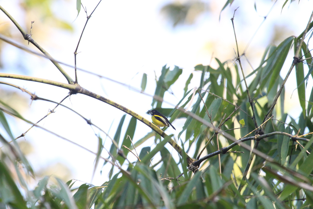 Black-backed Tody-Flycatcher