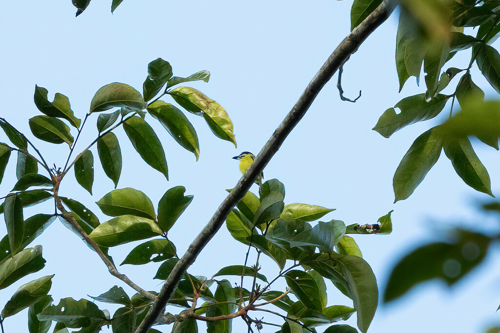 Painted Tody-Flycatcher