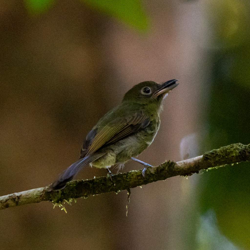 Pacific Flatbill
