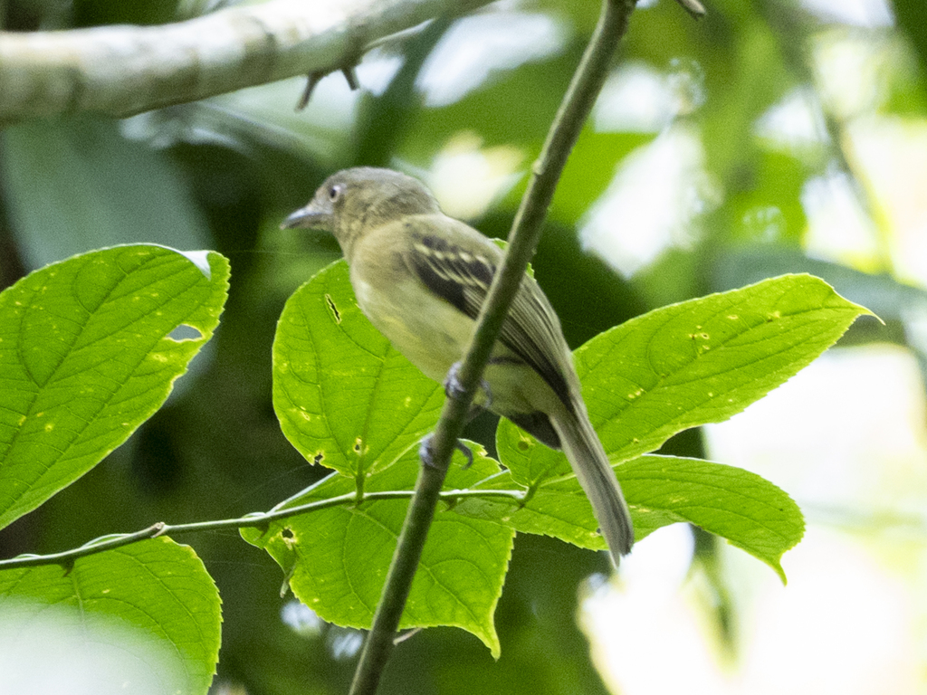 Orange-eyed Flatbill