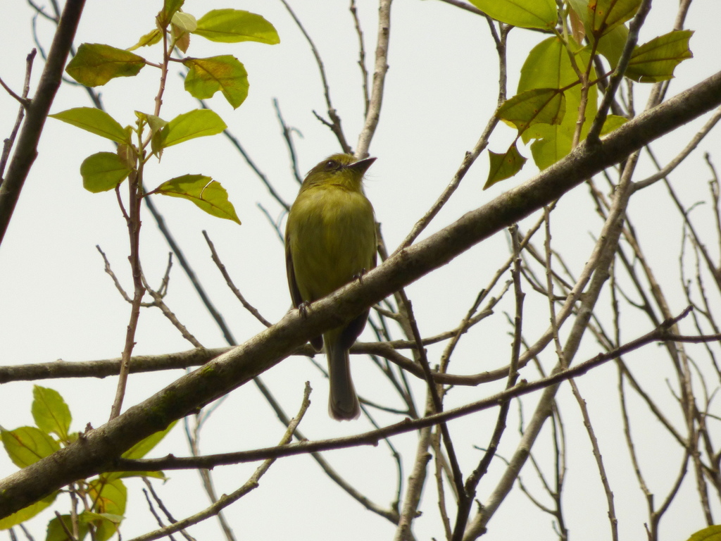 Olive-faced Flatbill